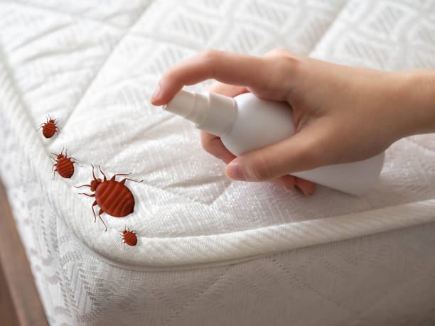 Best Bed Bug Extermination  in Vaville, CA